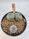 Lophophora Williamsii Twin 5-6 cm 12 years old seed ownroot flower seedling ロフォフォラ　烏羽玉　仔吹き サボテン