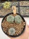 Lophophora Williamsii Twin 5-6 cm 12 years old seed ownroot flower seedling ロフォフォラ　烏羽玉　仔吹き サボテン