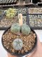 Lophophora Williamsii Twin 5-6 cm 12 years old seed ownroot flower seedling ロフォフォラ　烏羽玉　仔吹き サボテン