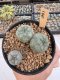 Lophophora Williamsii Twin 5-6 cm 12 years old seed ownroot flower seedling ロフォフォラ　烏羽玉　仔吹き サボテン