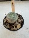 Lophophora Williamsii  5-6 cm 12 years old seed ownroot flower seedling ロフォフォラ　烏羽玉　仔吹き サボテン