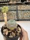 Lophophora Williamsii  5-6 cm 12 years old seed ownroot flower seedling ロフォフォラ　烏羽玉　仔吹き サボテン