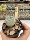 Lophophora Williamsii  5-6 cm 12 years old seed ownroot flower seedling ロフォフォラ　烏羽玉　仔吹き サボテン