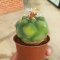 Lophophora Williamsii  Variegata 5-6 cm 12 years old seed ownroot flower seedling ロフォフォラ 烏羽玉　仔吹き サボテン