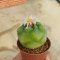 Lophophora Williamsii  Variegata 5-6 cm 12 years old seed ownroot flower seedling ロフォフォラ 烏羽玉　仔吹き サボテン