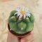 Lophophora Williamsii  Variegata 5-6 cm 12 years old seed ownroot flower seedling ロフォフォラ 烏羽玉　仔吹き サボテン