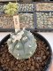 Lophophora Williamsii  5-6 cm 12 years old seed ownroot flower seedling ロフォフォラ　烏羽玉　仔吹き サボテン