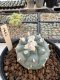 Lophophora Williamsii  5-6 cm 12 years old seed ownroot flower seedling ロフォフォラ　烏羽玉　仔吹き サボテン