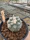 Lophophora Williamsii  5-6 cm 12 years old seed ownroot flower seedling ロフォフォラ　烏羽玉　仔吹き サボテン