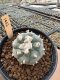 Lophophora Williamsii  5-6 cm 12 years old seed ownroot flower seedling ロフォフォラ　烏羽玉　仔吹き サボテン