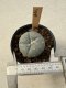 Lophophora Williamsii  5-6 cm 12 years old seed ownroot flower seedling ロフォフォラ　烏羽玉　仔吹き サボテン