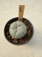 Lophophora Williamsii  5-6 cm 12 years old seed ownroot flower seedling ロフォフォラ　烏羽玉　仔吹き サボテン