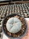 Lophophora Williamsii  5-6 cm 12 years old seed ownroot flower seedling ロフォフォラ　烏羽玉　仔吹き サボテン