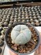 Lophophora Williamsii  5-6 cm 12 years old seed ownroot flower seedling ロフォフォラ　烏羽玉　仔吹き サボテン
