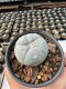 Lophophora Williamsii  5-6 cm 12 years old seed ownroot flower seedling ロフォフォラ　烏羽玉　仔吹き サボテン