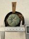 Lophophora Williamsii  5-6 cm 12 years old seed ownroot flower seedling ロフォフォラ　烏羽玉　仔吹き サボテン