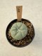 Lophophora Williamsii  5-6 cm 12 years old seed ownroot flower seedling ロフォフォラ　烏羽玉　仔吹き サボテン
