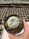 Lophophora Williamsii  5-6 cm 12 years old seed ownroot flower seedling ロフォフォラ　烏羽玉　仔吹き サボテン