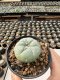 Lophophora Williamsii  5-6 cm 12 years old seed ownroot flower seedling ロフォフォラ　烏羽玉　仔吹き サボテン