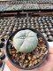 Lophophora Williamsii  5-6 cm 12 years old seed ownroot flower seedling ロフォフォラ　烏羽玉　仔吹き サボテン