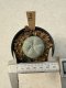 Lophophora Williamsii  5-6 cm 12 years old seed ownroot flower seedling ロフォフォラ　烏羽玉　仔吹き サボテン
