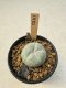 Lophophora Williamsii  5-6 cm 12 years old seed ownroot flower seedling ロフォフォラ　烏羽玉　仔吹き サボテン