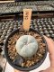 Lophophora Williamsii  5-6 cm 12 years old seed ownroot flower seedling ロフォフォラ　烏羽玉　仔吹き サボテン