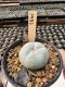 Lophophora Williamsii  5-6 cm 12 years old seed ownroot flower seedling ロフォフォラ　烏羽玉　仔吹き サボテン