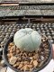 Lophophora Williamsii  5-6 cm 12 years old seed ownroot flower seedling ロフォフォラ　烏羽玉　仔吹き サボテン