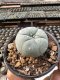 Lophophora Williamsii  5-6 cm 12 years old seed ownroot flower seedling ロフォフォラ　烏羽玉　仔吹き サボテン