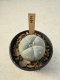 Lophophora Williamsii  5-6 cm 12 years old seed ownroot flower seedling ロフォフォラ　烏羽玉　仔吹き サボテン