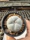 Lophophora Williamsii  5-6 cm 12 years old seed ownroot flower seedling ロフォフォラ　烏羽玉　仔吹き サボテン
