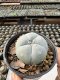 Lophophora Williamsii  5-6 cm 12 years old seed ownroot flower seedling ロフォフォラ　烏羽玉　仔吹き サボテン