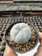 Lophophora Williamsii  5-6 cm 12 years old seed ownroot flower seedling ロフォフォラ　烏羽玉　仔吹き サボテン