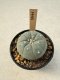 Lophophora Williamsii  5-6 cm 12 years old seed ownroot flower seedling ロフォフォラ　烏羽玉　仔吹き サボテン