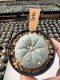 Lophophora Williamsii  5-6 cm 12 years old seed ownroot flower seedling ロフォフォラ　烏羽玉　仔吹き サボテン