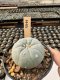 Lophophora Williamsii  5-6 cm 12 years old seed ownroot flower seedling ロフォフォラ　烏羽玉　仔吹き サボテン