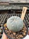 Lophophora Williamsii  5-6 cm 12 years old seed ownroot flower seedling ロフォフォラ　烏羽玉　仔吹き サボテン