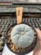 Lophophora Williamsii  5-6 cm 12 years old seed ownroot flower seedling ロフォフォラ　烏羽玉　仔吹き サボテン