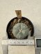 Lophophora Williamsii  5-6 cm 12 years old seed ownroot flower seedling ロフォフォラ　烏羽玉　仔吹き サボテン