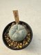Lophophora Williamsii  5-6 cm 12 years old seed ownroot flower seedling ロフォフォラ　烏羽玉　仔吹き サボテン