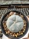 Lophophora Williamsii  5-6 cm 12 years old seed ownroot flower seedling ロフォフォラ　烏羽玉　仔吹き サボテン