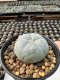 Lophophora Williamsii  5-6 cm 12 years old seed ownroot flower seedling ロフォフォラ　烏羽玉　仔吹き サボテン