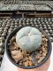 Lophophora Williamsii  5-6 cm 12 years old seed ownroot flower seedling ロフォフォラ　烏羽玉　仔吹き サボテン