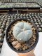 Lophophora Williamsii  5-6 cm 12 years old seed ownroot flower seedling ロフォフォラ　烏羽玉　仔吹き サボテン