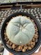 Lophophora Williamsii  5-6 cm 12 years old seed ownroot flower seedling ロフォフォラ　烏羽玉　仔吹き サボテン