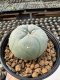 Lophophora Williamsii  5-6 cm 12 years old seed ownroot flower seedling ロフォフォラ　烏羽玉　仔吹き サボテン