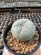 Lophophora Williamsii  5-6 cm 12 years old seed ownroot flower seedling ロフォフォラ　烏羽玉　仔吹き サボテン