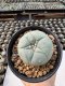 Lophophora Williamsii  5-6 cm 12 years old seed ownroot flower seedling ロフォフォラ　烏羽玉　仔吹き サボテン