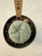 Lophophora Williamsii  5-6 cm 12 years old seed ownroot flower seedling ロフォフォラ　烏羽玉　仔吹き サボテン